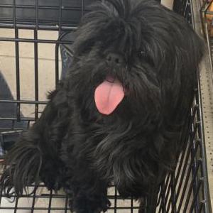 Lost Dog Ginger