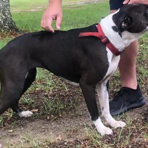 Found Dog Unknown