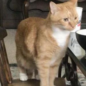 Lost Cat June