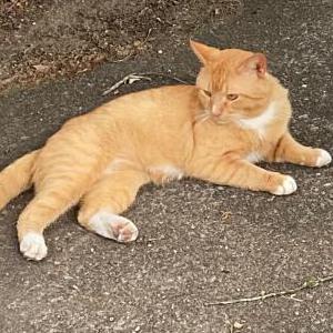 Lost Cat Cheeto