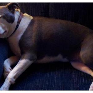 Lost Dog Jada