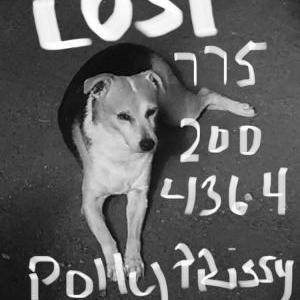 Lost Dog PollyPrissyPants