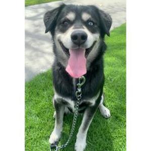 Lost Dog KODA