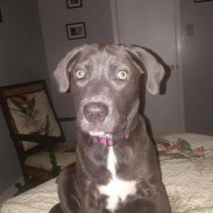 Lost Dog Bella