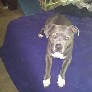Lost Dog Blue