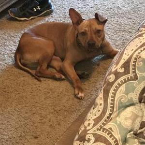Lost Dog Anelodi