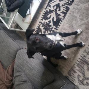 Lost Dogs In GREENWOOD LAKE, NY - Lost My Doggie