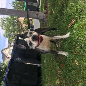 Found Dog Unknown