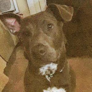 Lost Dog Cali