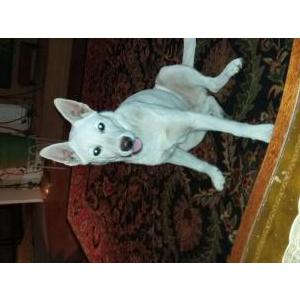 Lost Dog Powder