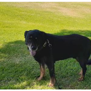 Lost Dog Hunter