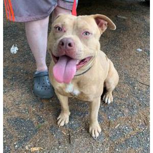 Found Dog Unknown
