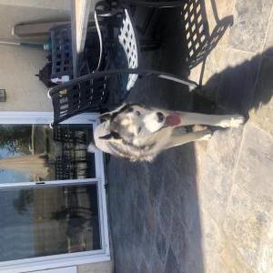Found Dog Unknown