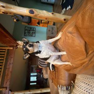 Lost Dog Bubba