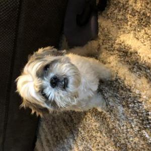Lost Dog Harley
