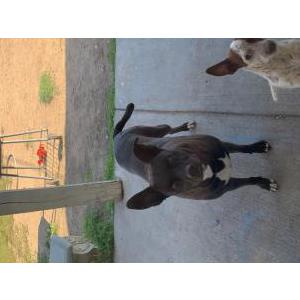 Lost Dog Luna
