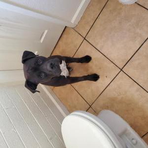 Found Dog unknown