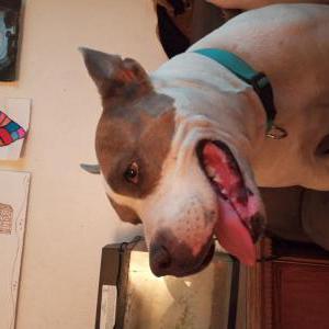 Found Dog Unknown
