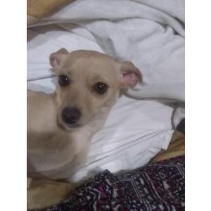 Lost Dog Tink