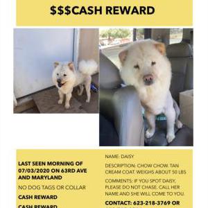 Lost Dog Daisy