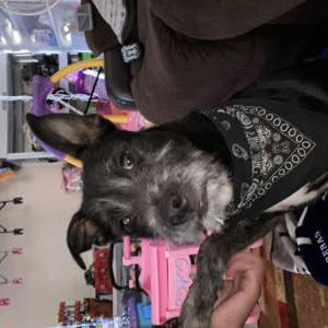 Found Dog Unknown