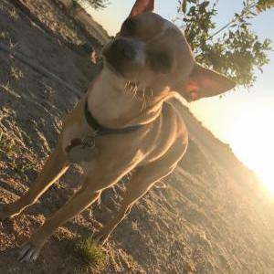 Lost Dog Chico