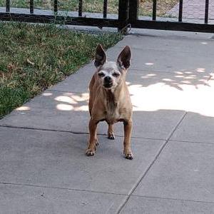 Lost Dog Lola