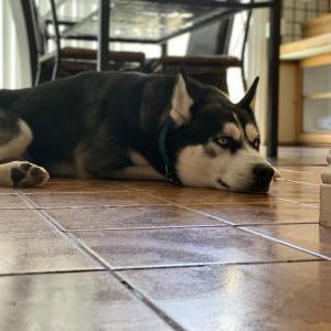Lost Dog Uno