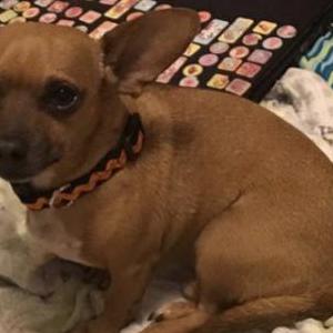 Lost Dog Papi crutchfirld