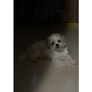Lost Dog Puppy