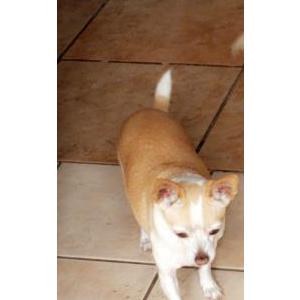 Lost Dog Hennessy