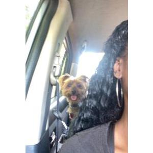 Lost Dog Banagher