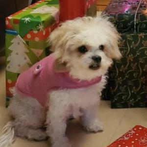 Lost Dog PUPPY