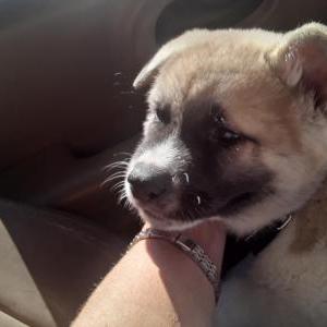 Lost Dog Buddy