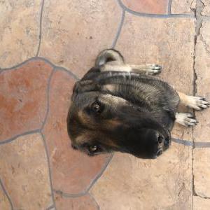 Lost Dog Luna