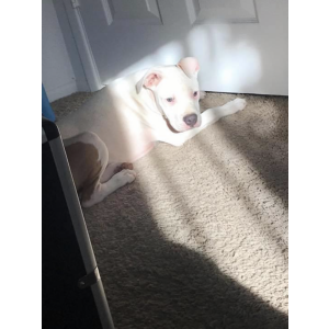 Lost Dog Mikaela