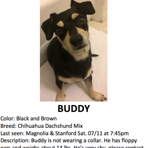 Lost Dog Buddy