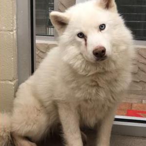 Lost Dog Zeppelin