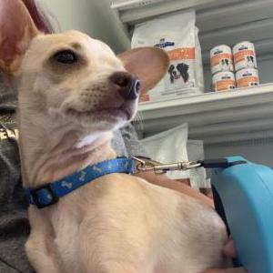Lost Dog Milo