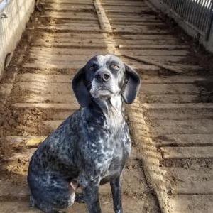 Lost Dog Sadie