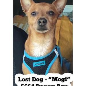 Lost Dog Mogi
