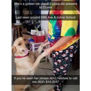 Lost Dog Stormi