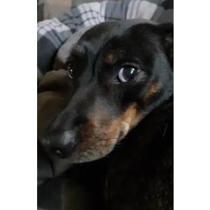 2nd Image of Zoey, Lost Dog