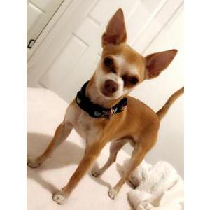 Lost Dog Benji