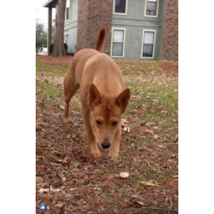 2nd Image of Foxy, Lost Dog