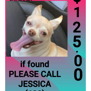 Lost Dog Mina