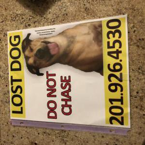 Lost Dog Scout