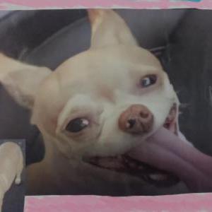 Lost Dog Mina