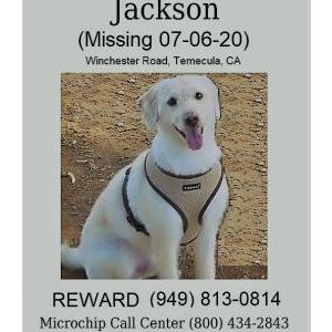 Lost Dog Jackson