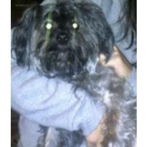 Lost Dog Benji